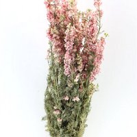 Delphinium - Delphinium - rosa - getrocknete Blüten