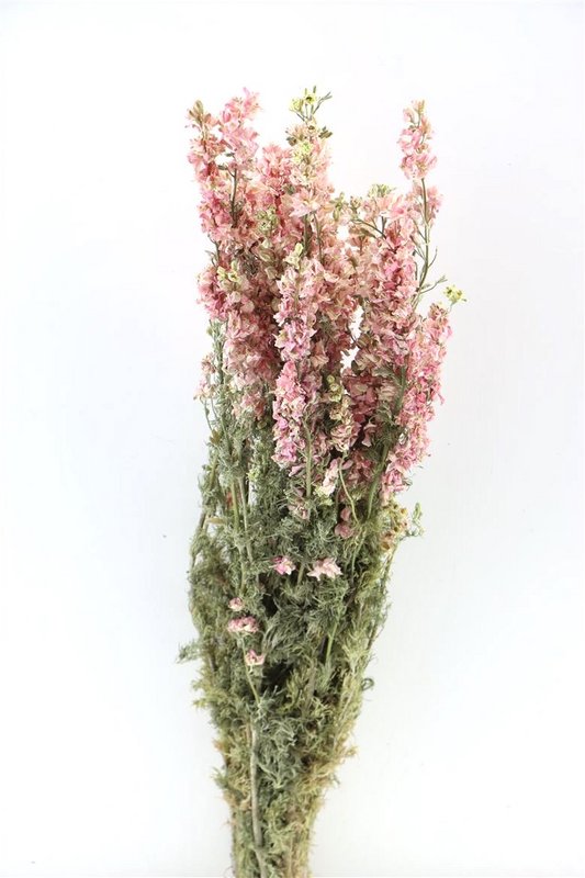 Delphinium - Delphinium - rosa - getrocknete Blüten
