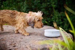 ROCKY - elegant skål til hunde og katte