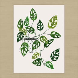 Monstera Obliqua kunsttryk