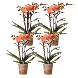 Four orange Phalaenopsis orchid plants with vibrant blooms in 9cm pots, fresh from the grower.