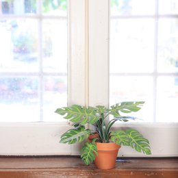Monstera délicieux mini kit d’artisanat de jardin