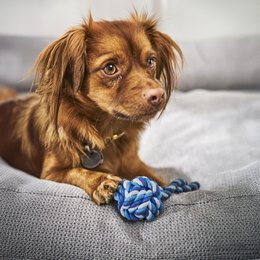 Mini slyngebold - kultlegetøj til hunde