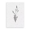 Growth chart Lavender