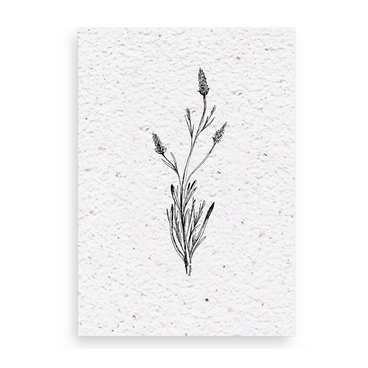 Groeikaart Lavendel