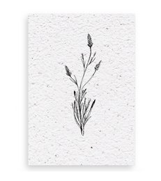 Growth chart Lavender