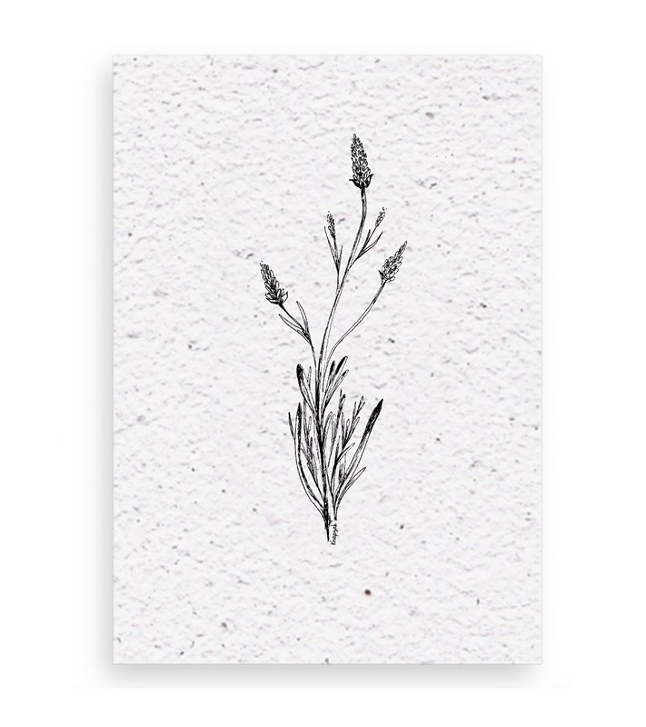 Growth chart Lavender