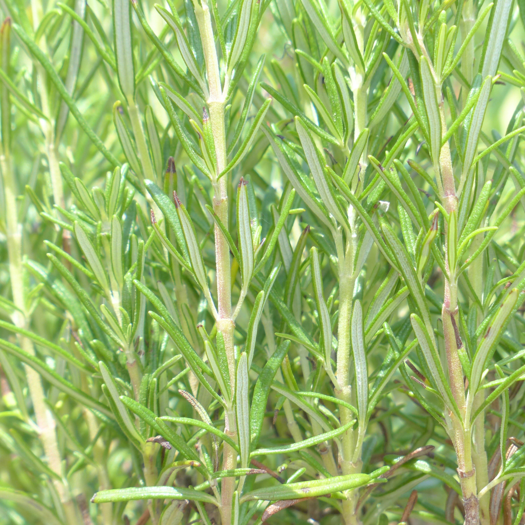 Mediterranes Rosmarinsalz