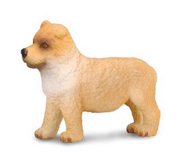 Chow Chow-hvalp - (S)