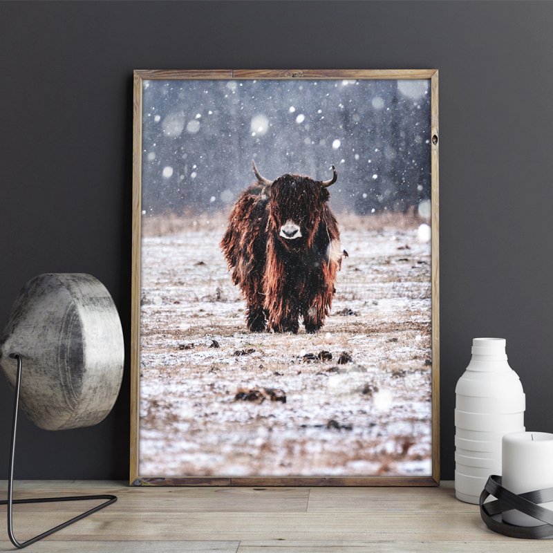 Póster Bisonte bajo la lluvia