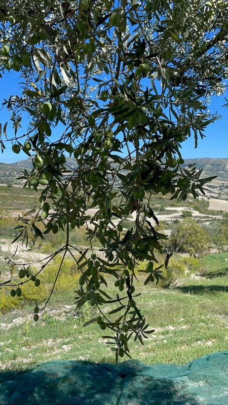 ITALIA | SICILIA | Extra Virgin Olive Oil - il SALTO | Bag in Box 3 LT