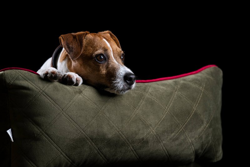OXFORD I CLASSIC HUNDEBETT