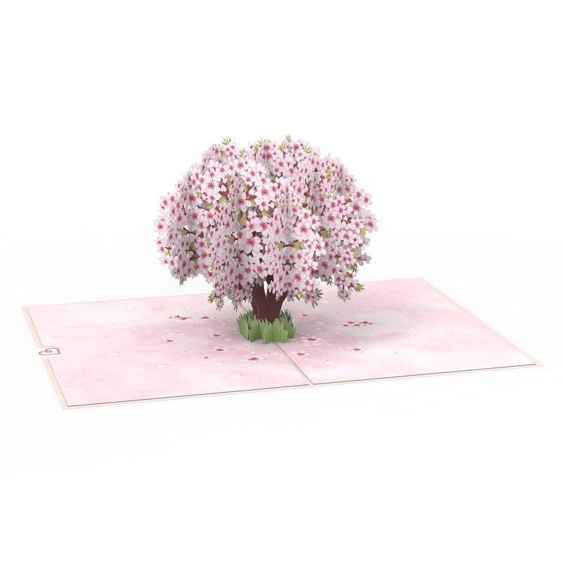 Kirsebærblomster træpop-up-kort
