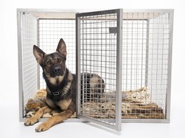 Dog Box Square Edition KALLE Super Extra Large