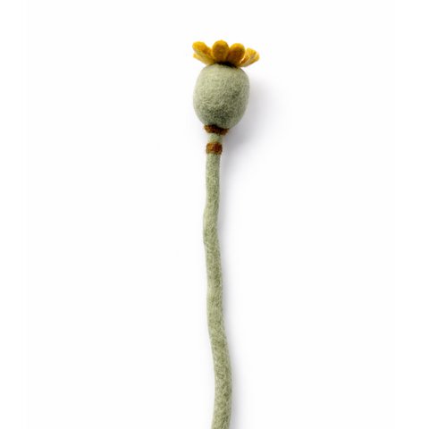 Poppy in bud