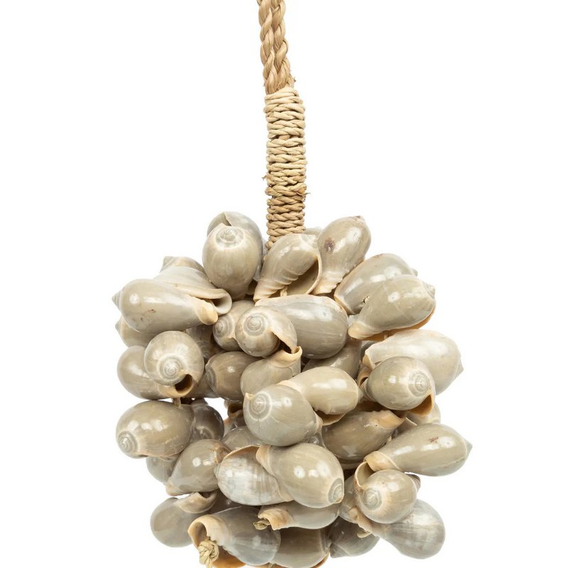 Die graue Muschelquaste
