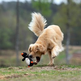 Poldi Penguin - kultlegetøj til hunde
