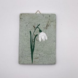 Snowdrop