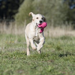 Franzi Flamingo - kultlegetøj til hunde