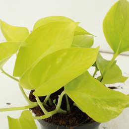 Epipremnum Golden Pothos - 4 pieces - ø12cm - ↕15cm