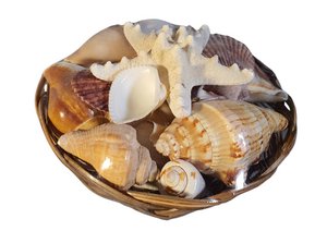 Home Dec Shells Korb 20 Trop Mix