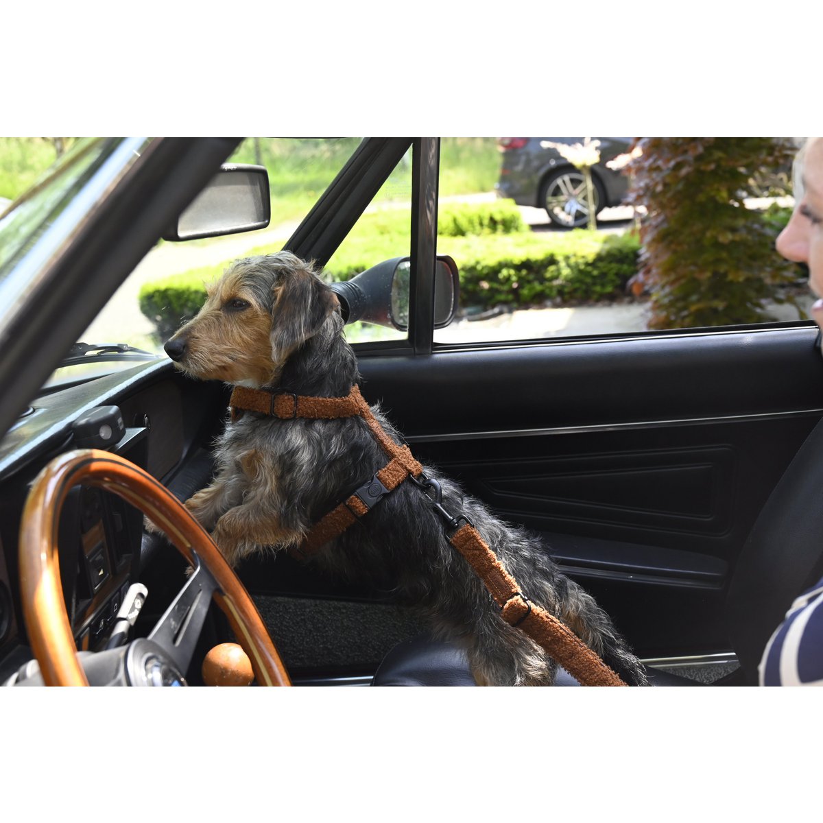 Teddy -Auto -Sicherheitsgurt braun