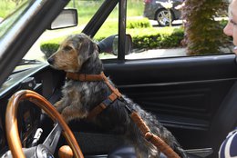 Teddy -Auto -Sicherheitsgurt braun