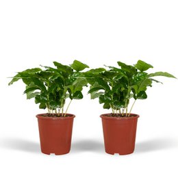 Two potted Coffea Arabica coffee plants with lush green leaves, approximately 25cm tall and 12cm in diameter, suitable for indoor air plant display.