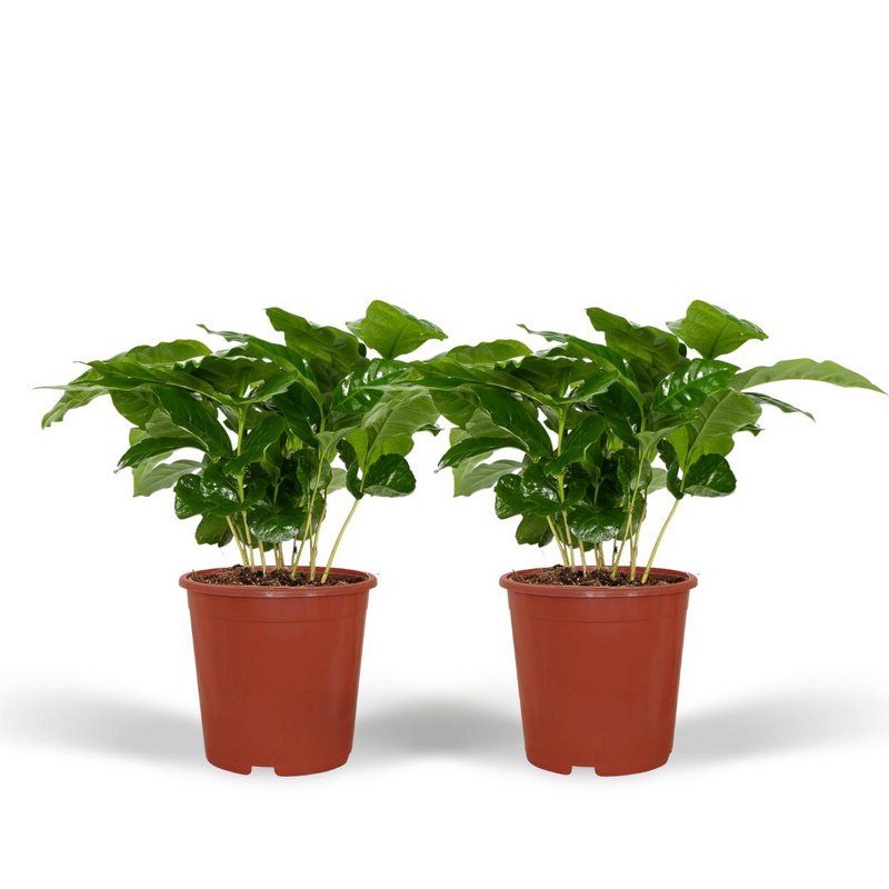 2x Coffea Arabica - Coffee plant - 25cm - ø12