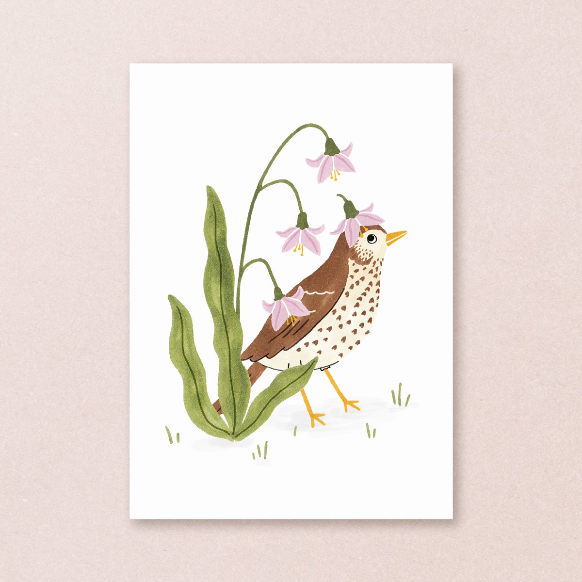 Postal | Canting THRUSH Pájaros