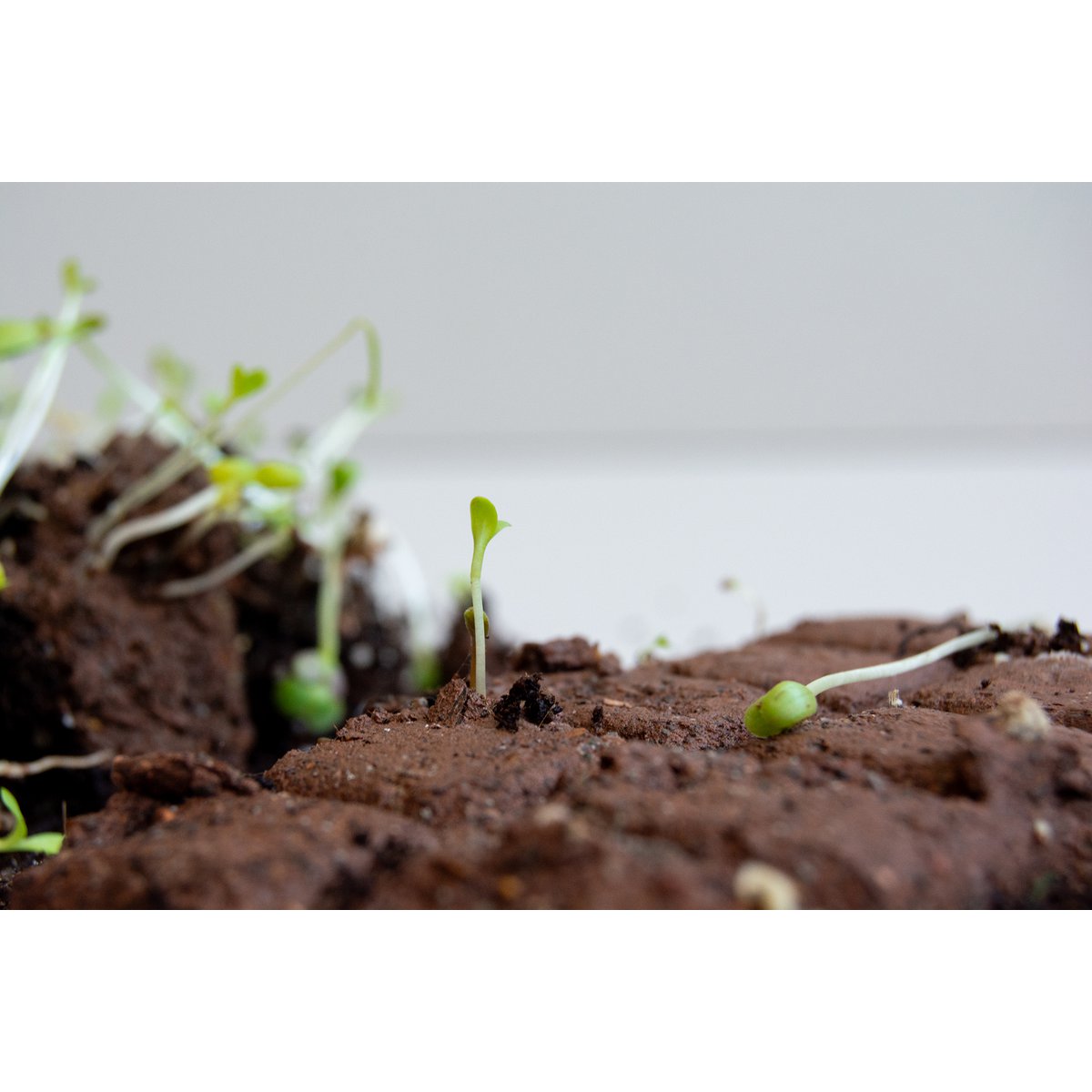 Tuile BCN plantable