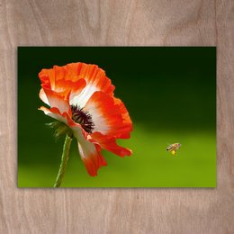 Vibrant red poppy flower with a bee in flight against a green background.