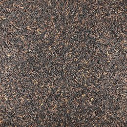 Organic Black Rice in Bulk