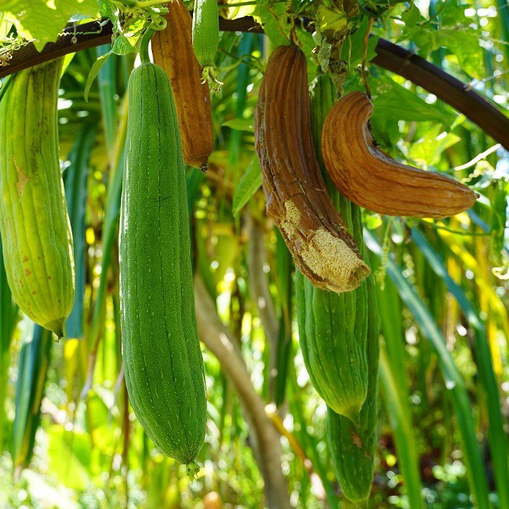 Loofah Lichaamsspons | Zachte Egyptische plant