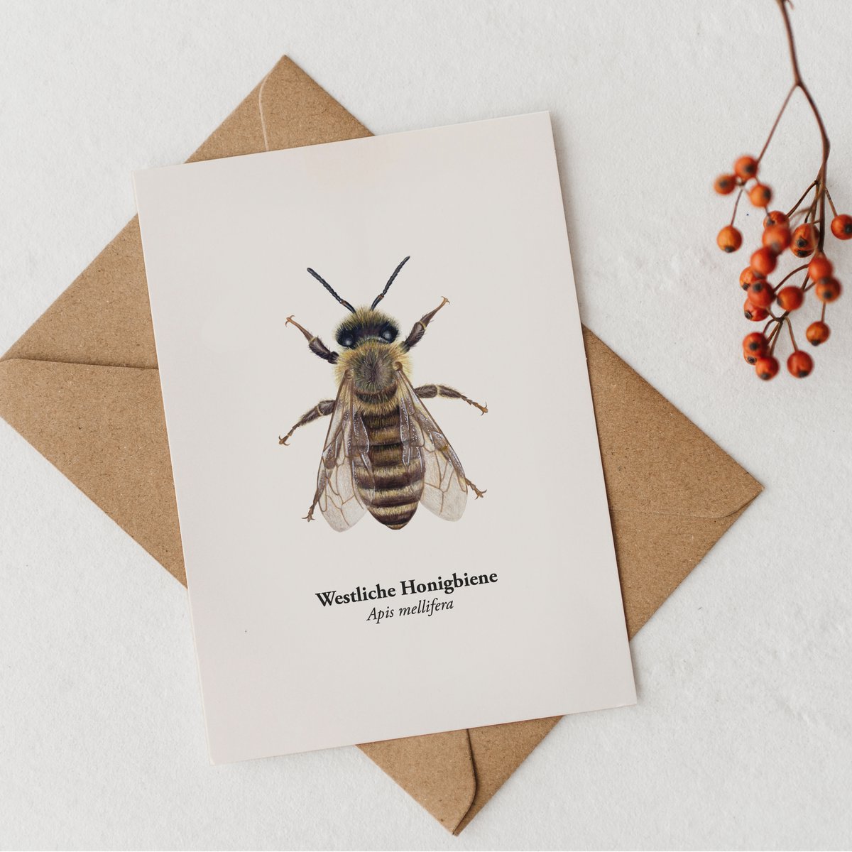 Postal de Honeybee - Ilustración de la Honeybee occidental (Apis mellifera) para apicultores y amantes de la naturaleza