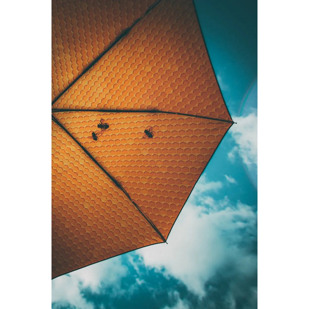 Honey Umbrella – Windproof & UPF50+ Protection