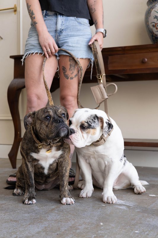 Hundesnor med messing finish - Klassisk - Sand / Taupe