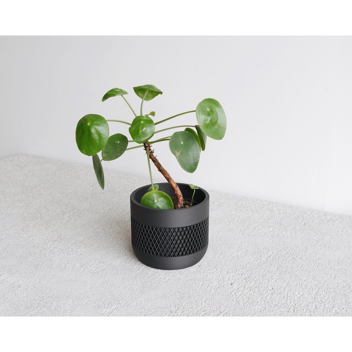 MAT Kamerplanter