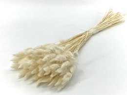Trockenblumen - Lagures - 60 cm - natürliche Trockenblumen