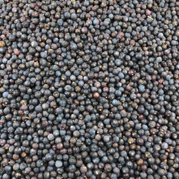 Bulk Organic Juniper Berries