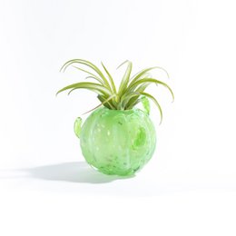 Mały wazon z kaktusem (z rośliną Tillandsia)