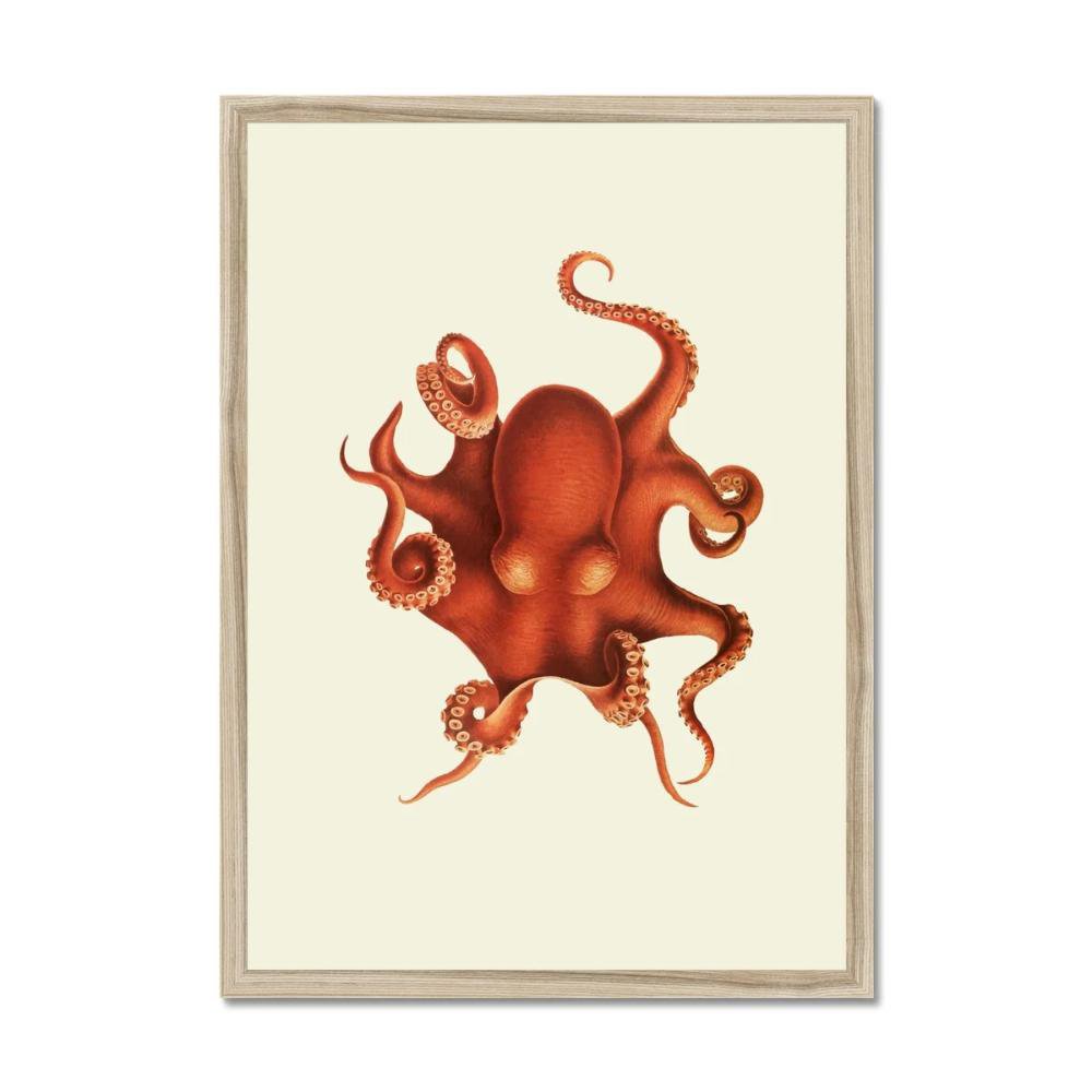 Octopus