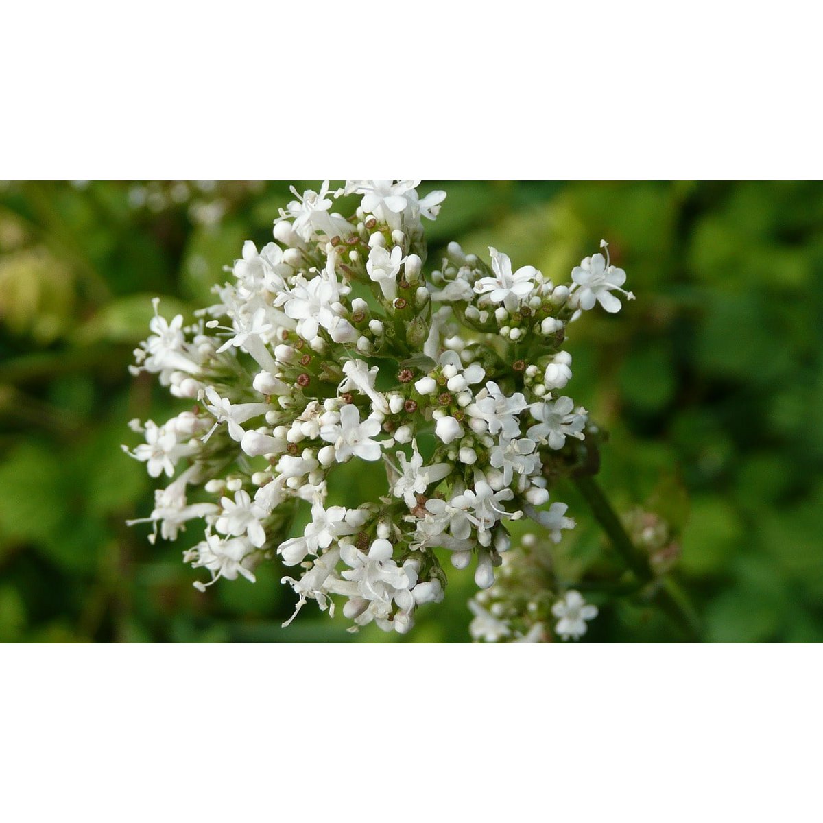 Droge hennepolie - Heliotroopbloem 50ml