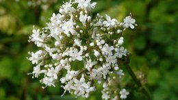 Aceite Seco de Cáñamo - Flor de Heliotropo 50ml