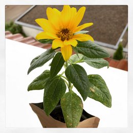 Mi planta no se ha secado, solo crece crocante (girasol)