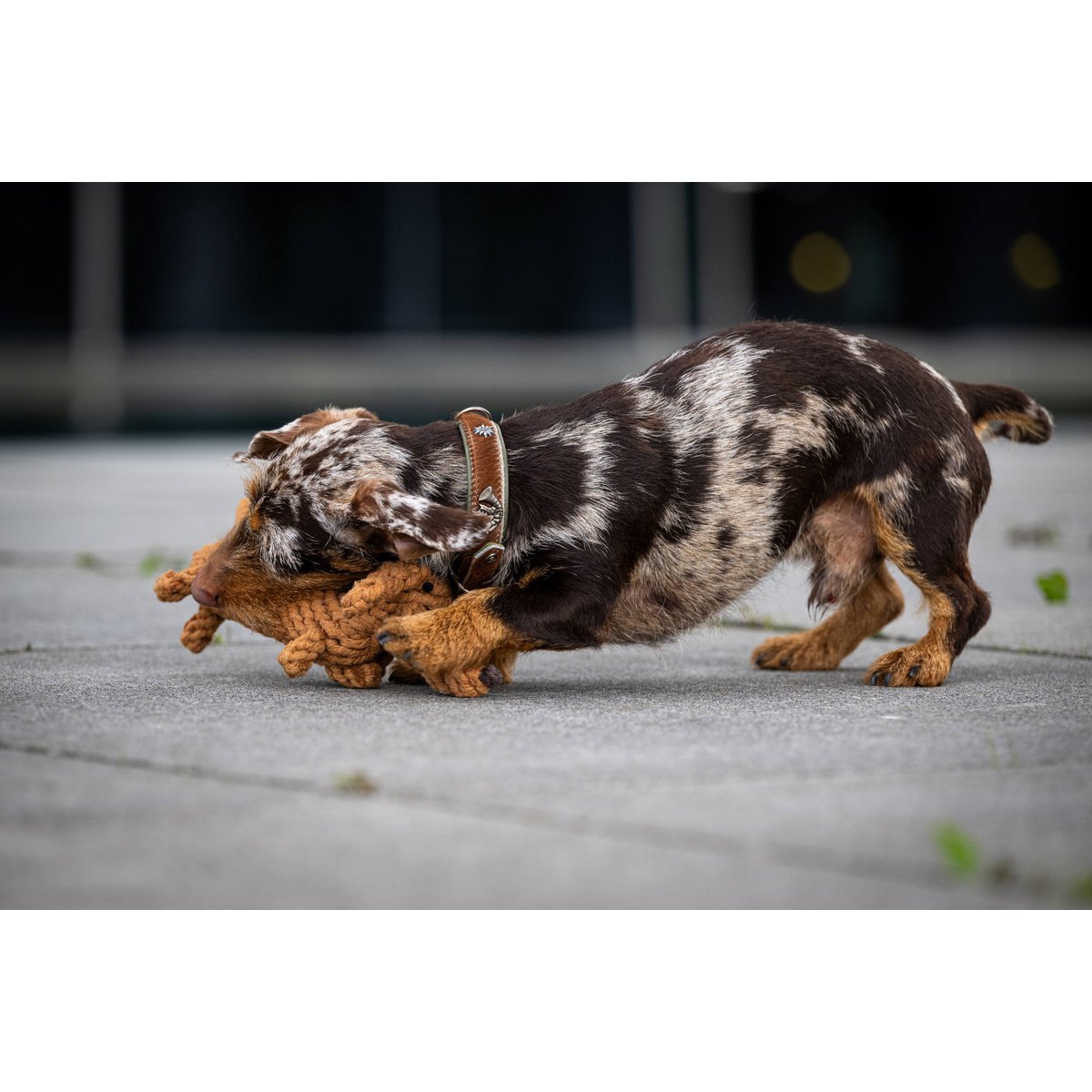 Diego Bassotto - giocattolo cult per cani