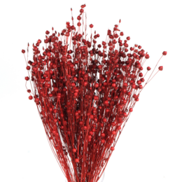 35 tallos Lino Seco Rojo