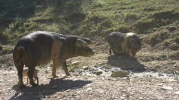 🇬🇧 Panceta de cerdo negro salvaje de Umbría - salami artesanal sazonado