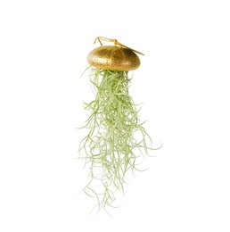 A hanging air plant in a gold sea urchin-shaped holder. The air plant has long, green, wispy leaves that cascade down from the gold holder.