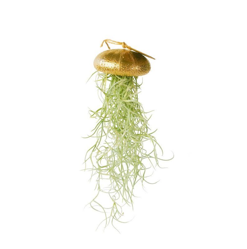 Rośliny powietrzne wisząca reg z Tillandsia-Gold-Large